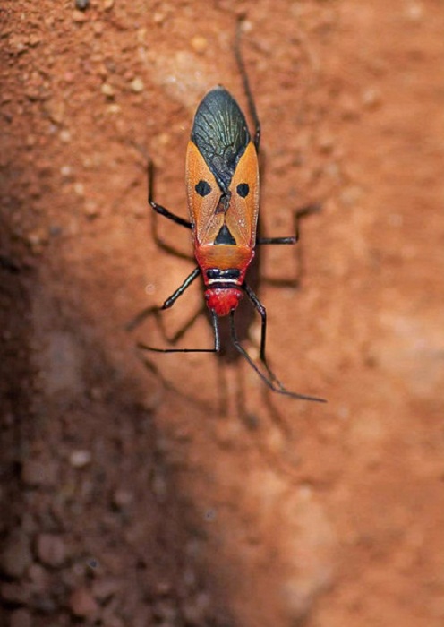 Красивые насекомые от Darlyne Murawski.