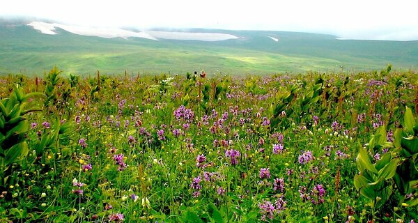 Субальпийский луг на плато Лаго-Наки, высота 1 700 метров над уровнем моря