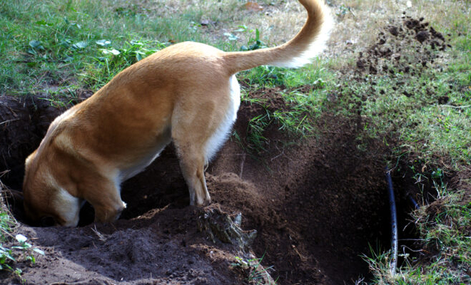 Собака играла на прогулке и случайно вырыла из земли древний золотой клад