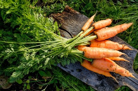 Кудрявится морковь что делать чем обработать