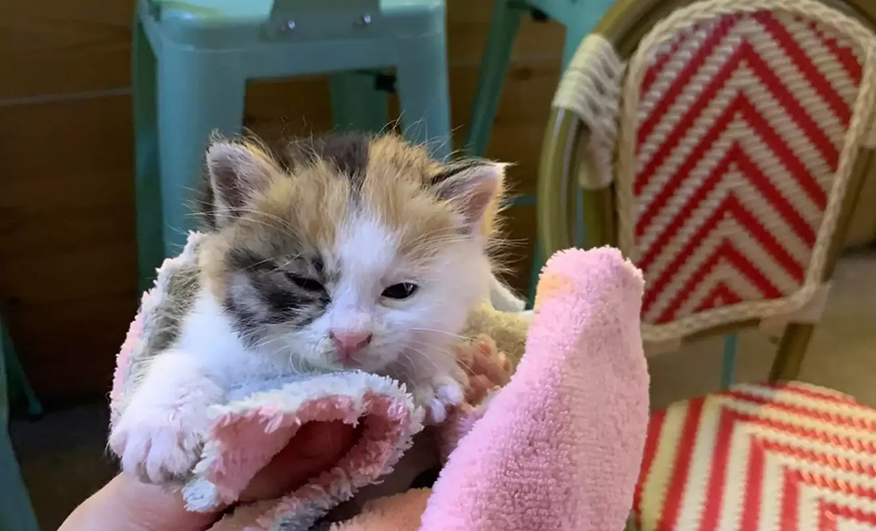 Собаки заметили на улице брошенного котенка и настояли, чтобы хозяин взял его домой зак хин,Культура