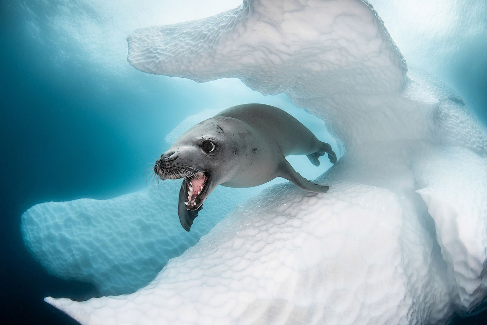 Ocean Art 2019 - конкурс подводной фотографии морских, длину, моллюсков, более, самых, тюлень, относятся, акула, Снимки, Канарские, острова, Испания, ЗапуталасьНазвание, «змеехвостки», смМорская, получили, своеобразный, способ, передвижения, когда