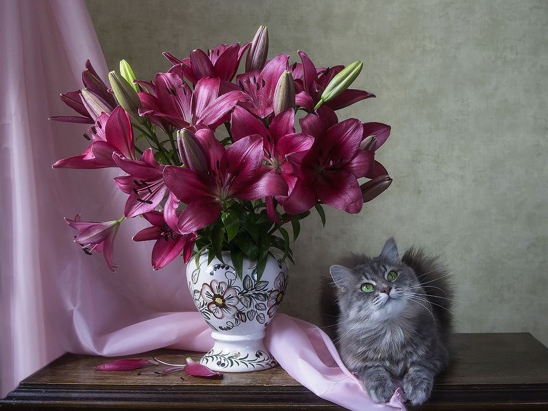 Сидела кошечка в окошке, встречала теплую весну. Натюрморты Ирины Приходько Фотография