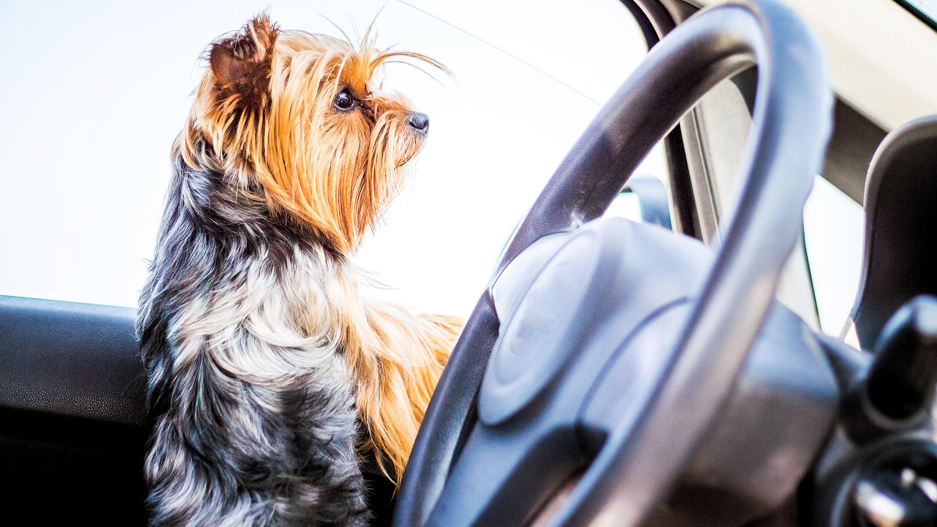 Семья из Иваново купила старый фургон, добавила матрас и добралась до Лондона