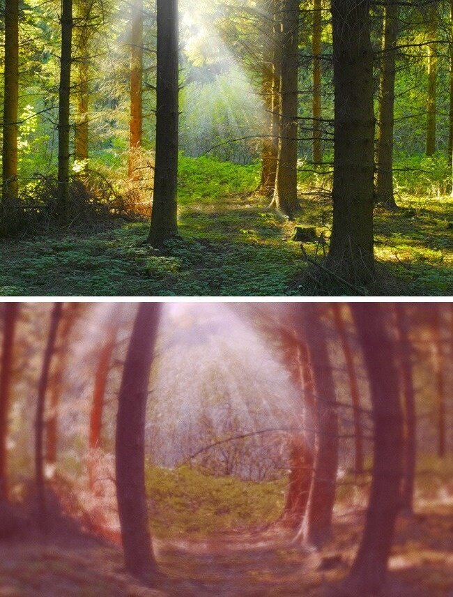 Как выглядит мир глазами животных Как выглядит мир глазами животных животные,интересное,познавательно