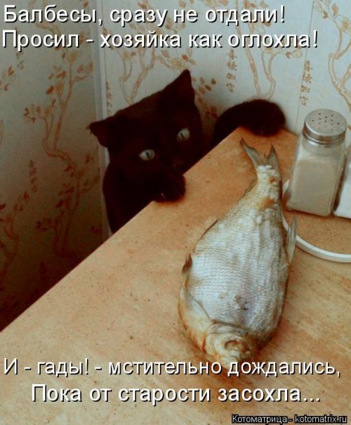 Новая котоматрица на выходные Новая котоматрица на выходные