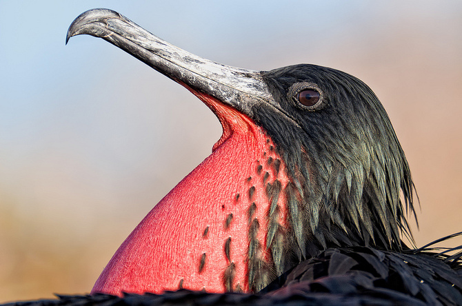 Невероятная Антарктика от Кайла Анстея 