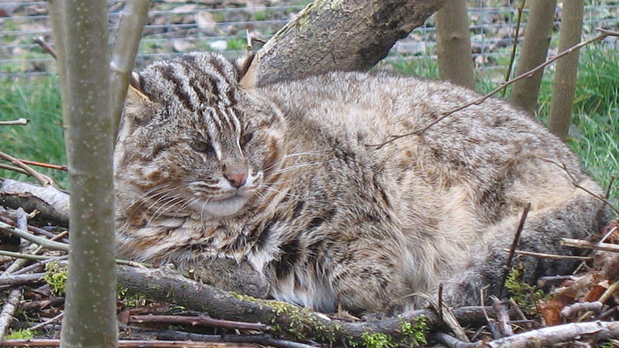 Лесной кот в Приморье
