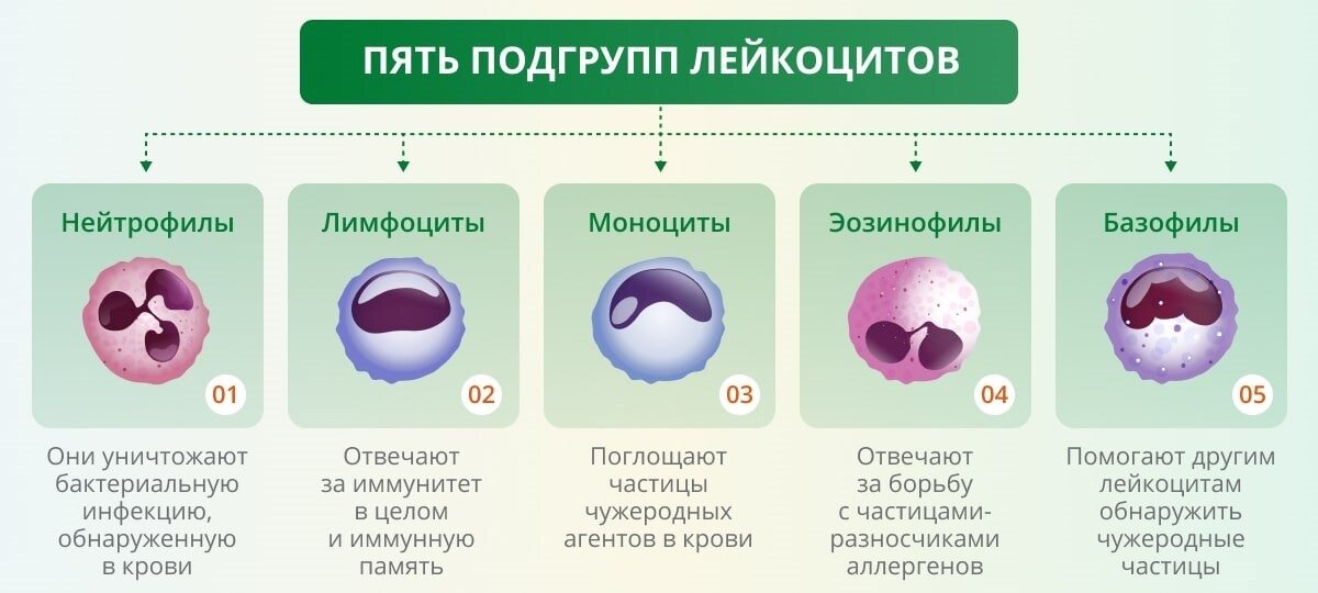 Морфологические и функциональные особенности лейкоцитов | https://www.kp.ru/guide/soderzhanie-leikotsitov-v-krovi.html