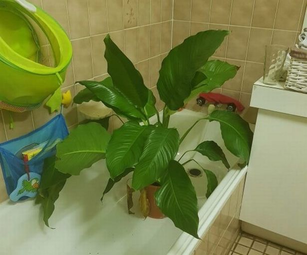 Вот как спасти ″приунывшие″ цветы дома и в офисе