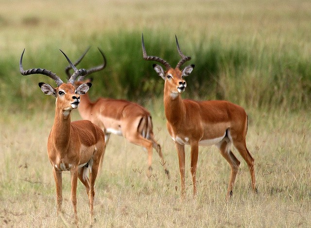 Национальный парк Озеро Накуру, Кения авиатур