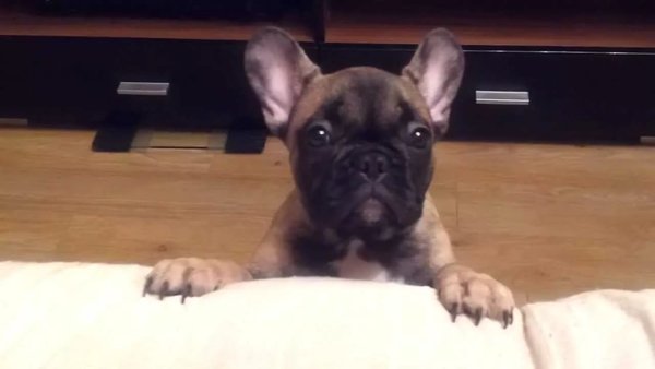 Гиперактивный щенок не всё так грустно