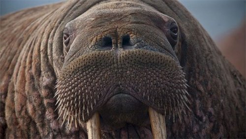 Странные способы спать у животных животные,интересные факты,сон