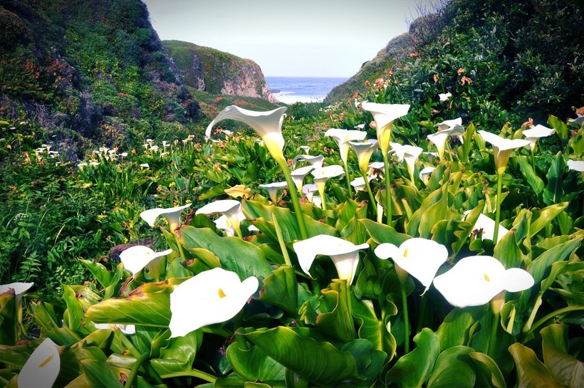 9 фото из Долины диких калл, ошеломляющей своей райской красотой заграница,путешествие,экология