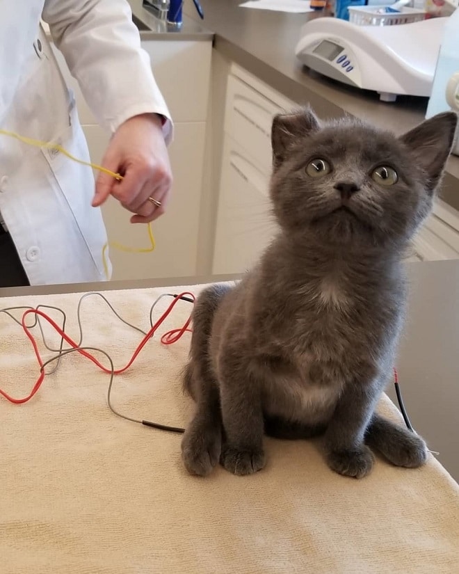 Котенок на столе