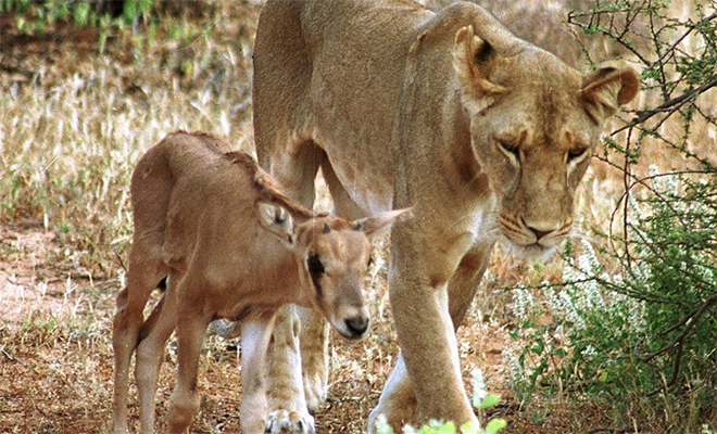 Львица увидела в саванне заблудившуюся маленькую антилопу и вместо того, чтобы начать охоту, отвела обратно в стадо. Видео