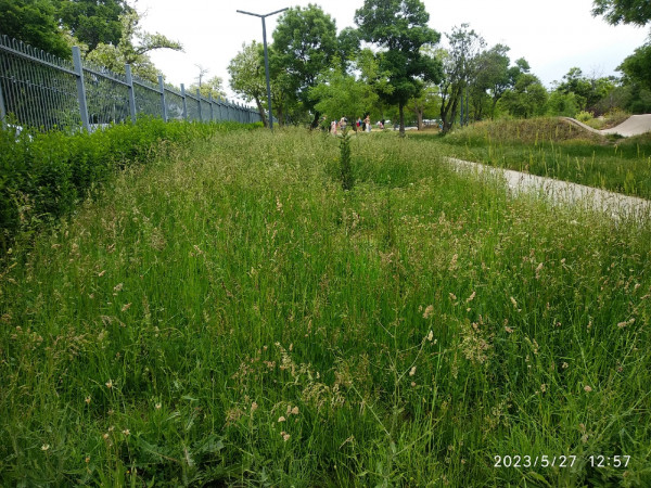 Парк Учкуевка – трава по пояс.