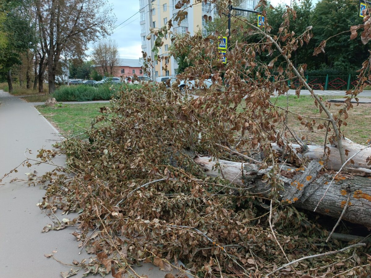 В Иванове после грозы в ЕДДС поступило 90 заявок по аварийным деревьям