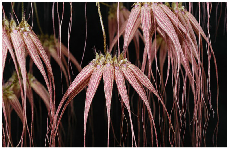 Бульбофиллум (Bulbophyllum Elizabeth Ann) красота, особенные, природа, растения, флора, цветы