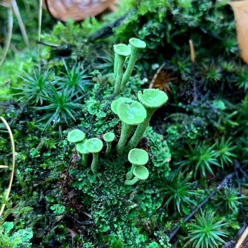 4. «Необычный грибок найден в лесах центральной Европы» в мире, вещи, жутковато, интересно, лес, находка