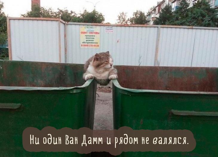 кошка на мусорных баках