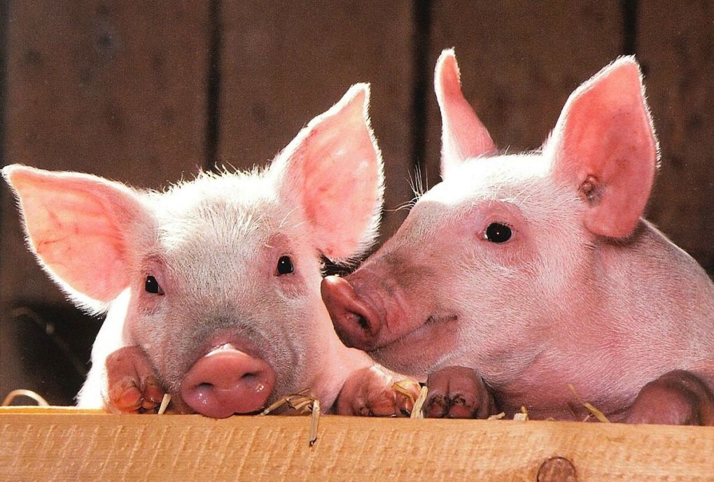 Семь интересных фактов о свиньях