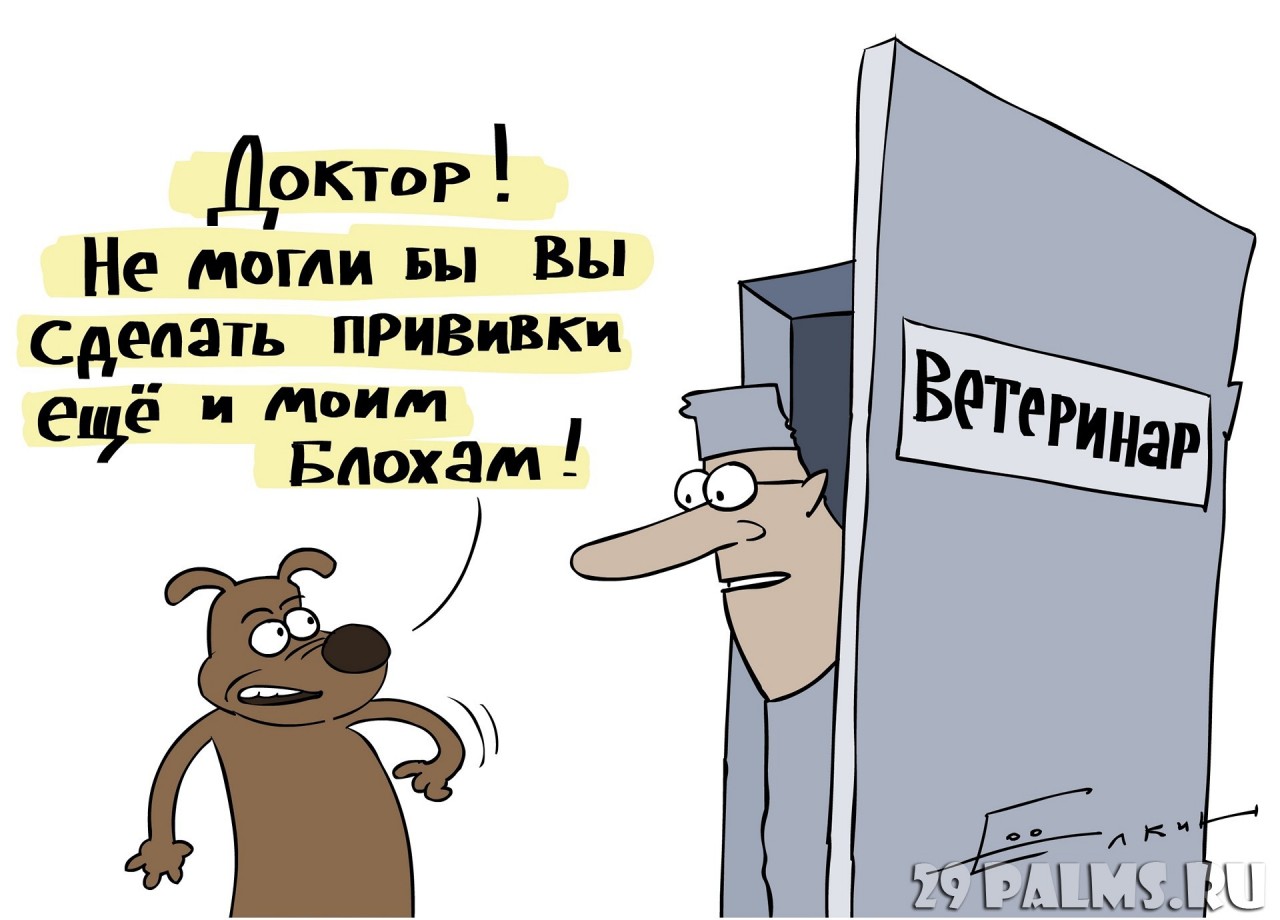 Днем рождения, прикольные картинки про ветеринаров
