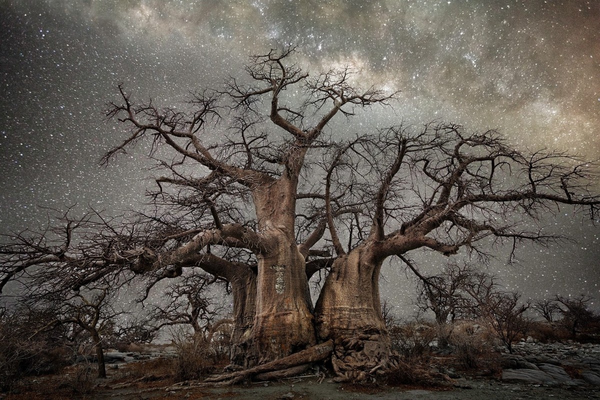 Бет Мун снимает деревья на фоне звёздного неба звёзды,ночь,тревел-фото