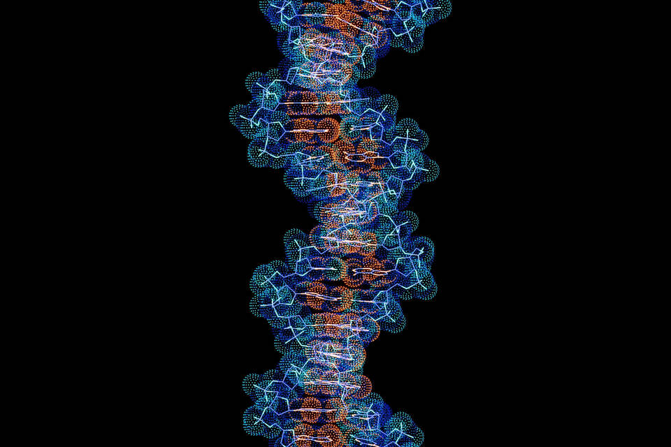 ДНК - это библиотека любого организма