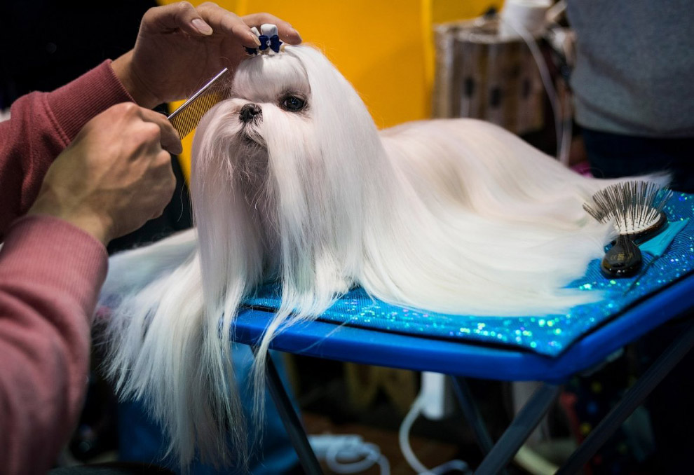 Конкурс собачьей красоты: Westminster Kennel Club 2018