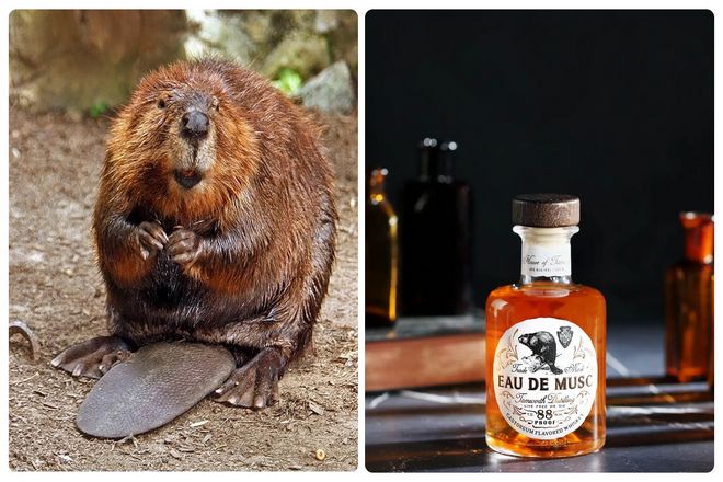 Мы не будем перечислять варианты использование анальных желез у всех млекопитающих, но расскажем еще об одном. Они есть у бобров, как и кастореум - еще одна железа, которая является частью анальной железы этих животных.