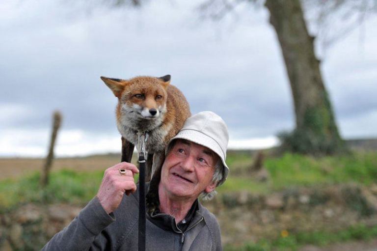 Мужчина спас двух лис, и теперь они без ума него истории из жизни