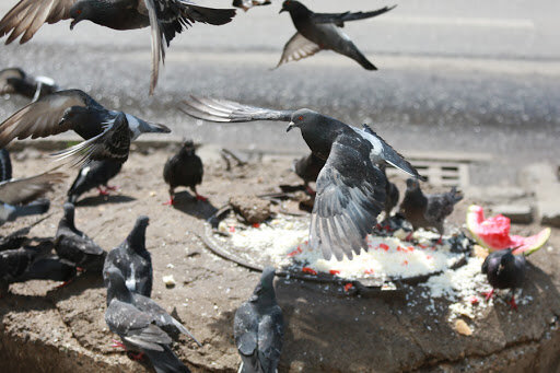 Опасность городских голубей можно, голуби, голубей, болезней, являются, могут, много, городских, всего, чердаках, птичек, мусора, птицы, заболеваний, переносчиками, пользы, здания, крыльях, птицу, помойках