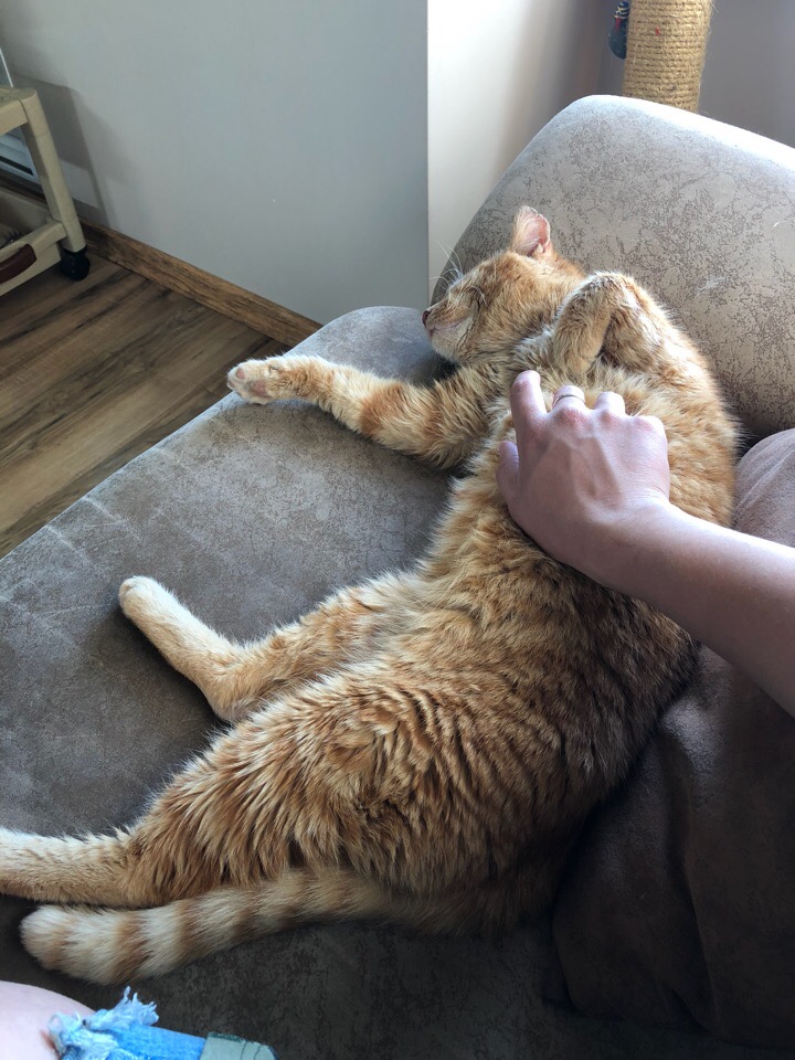 Тощий больной кот постоянно подходил к окну и смотрел, как живут люди