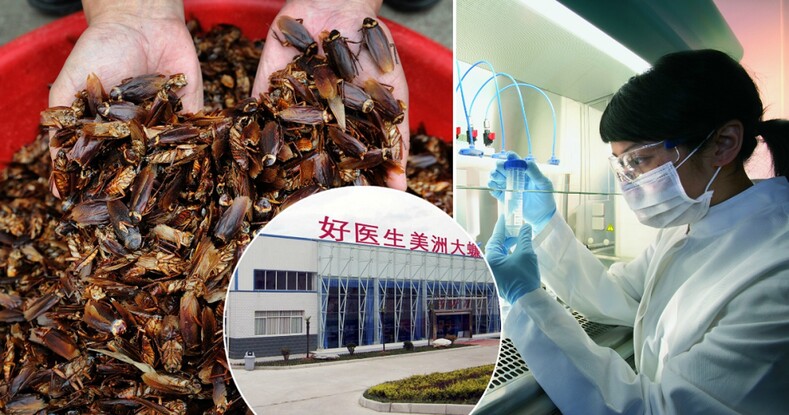 Кто и зачем выращивает 6 миллиардов тараканов в год? Азия,еда,тараканьи фермы