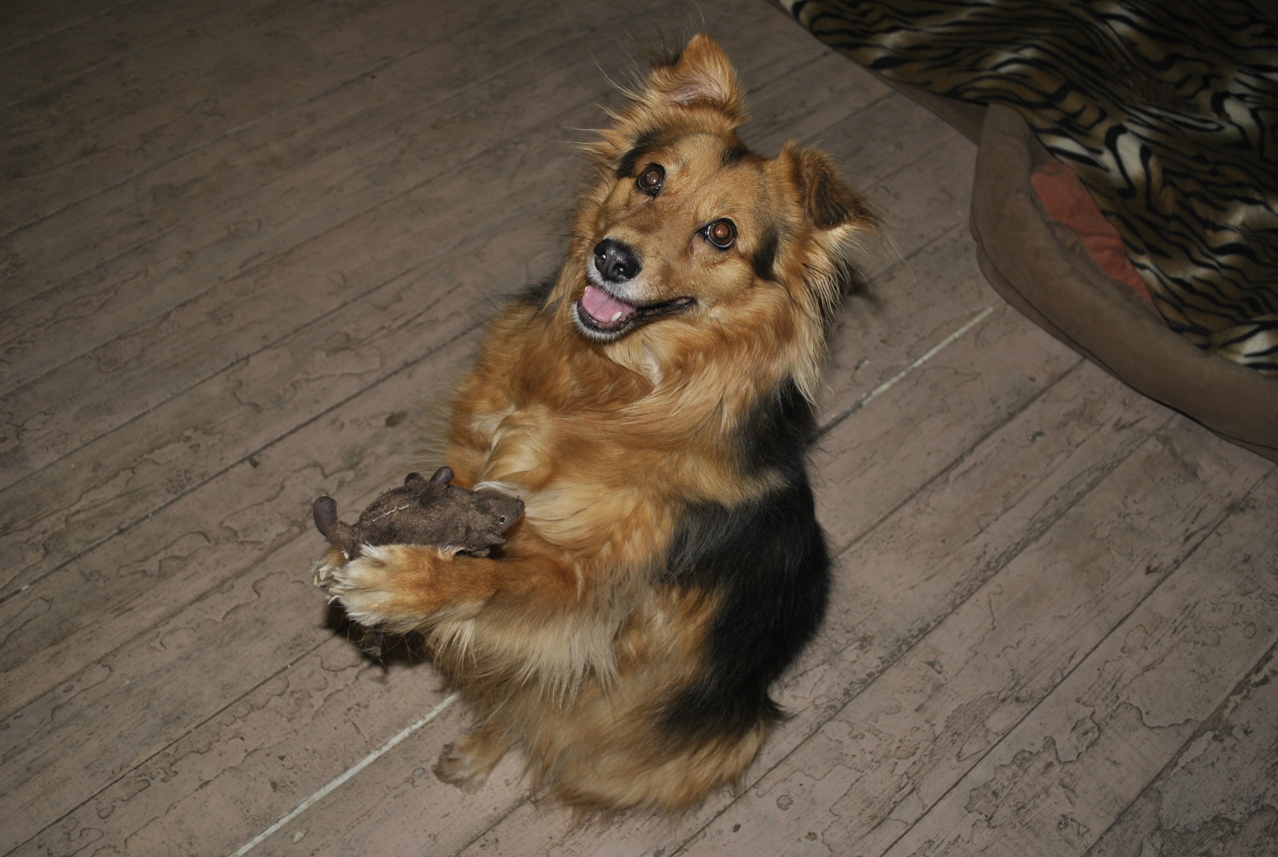 собака в доме