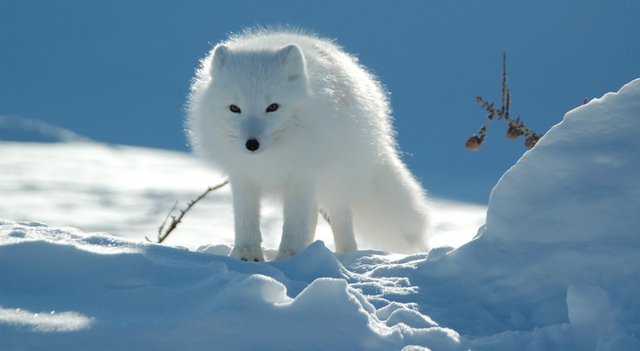 Картинки по запросу фото арктики