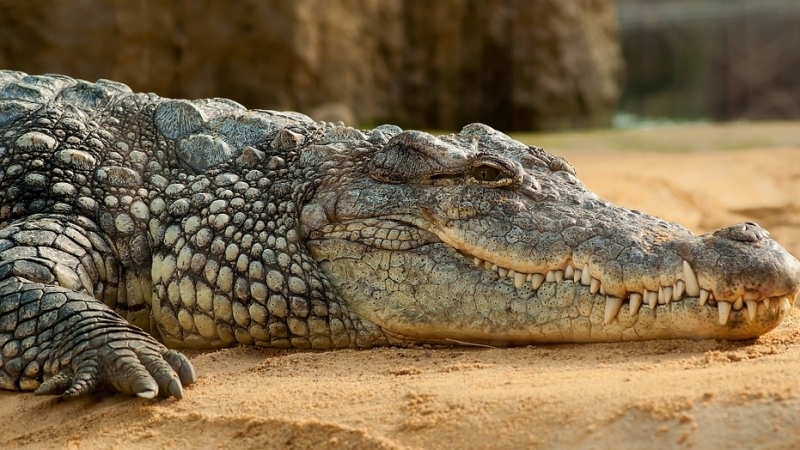 Крокодила из московского зоопарка заподозрили в связях с Гитлером
