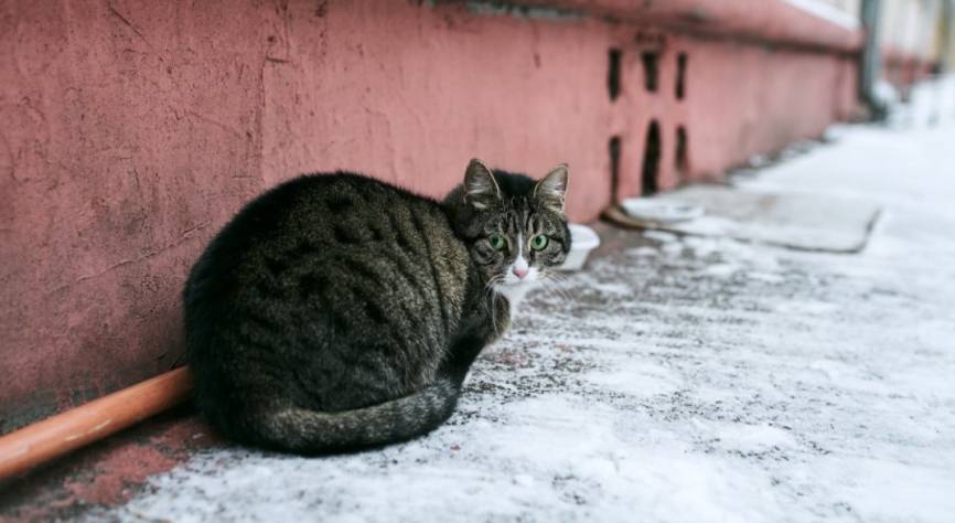 Петербургские активисты раскритиковали власти за инициативу отлова бездомных животных