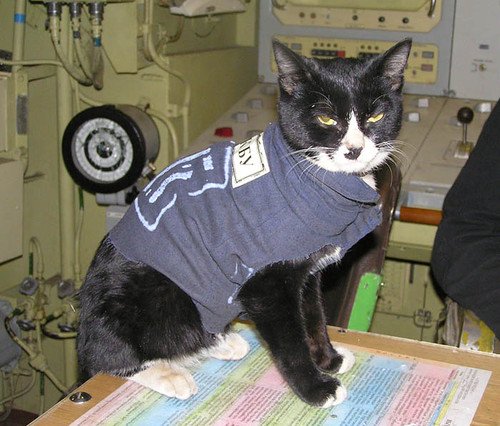 Атомный кот 