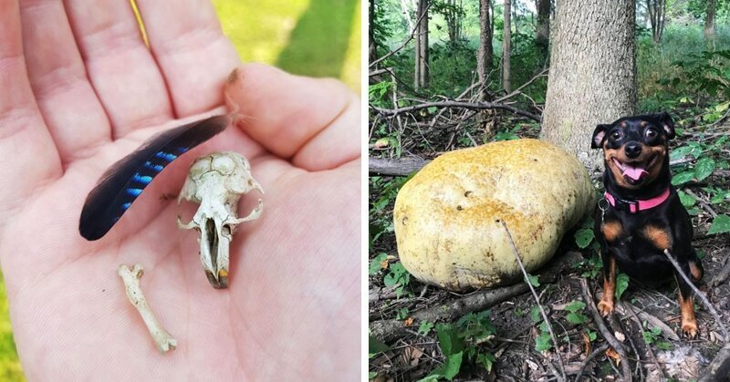18 необычных и даже жутких вещей, которые люди обнаружили, прогуливаясь по лесу в мире, вещи, жутковато, интересно, лес, находка