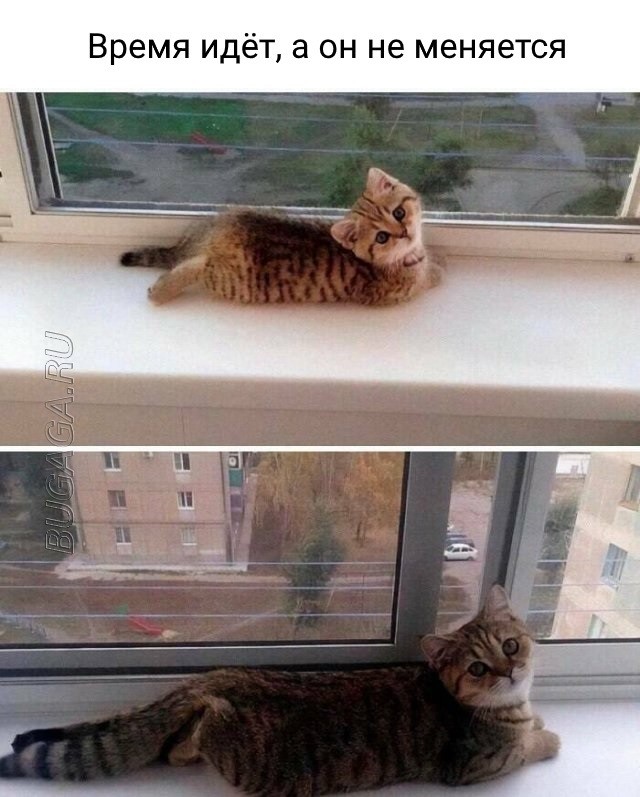 Прикольные картинки и мемы для любителей кошек  