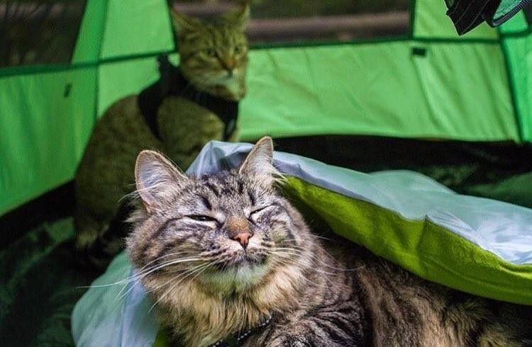 Как путешествуют коты  Многие, именно, Вообщем, каноэ…, горах, палатках, расстаются, хозяева, котовпутешественников, взглянуть, предлагает, campingwithcats, инстаграм, аккаунт, созданиям Интересный, пушистым, посвящён, путешествуют, будет, кошек
