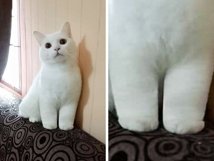 20 кошечек, которых будто нарисовали по заказам пользователей соцсетей, а потом оживили