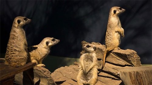 Странные способы спать у животных животные,интересные факты,сон