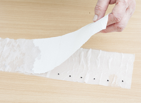 А вам знаком метод посева рассады по-московски? А вам знаком метод посева рассады по-московски? советы