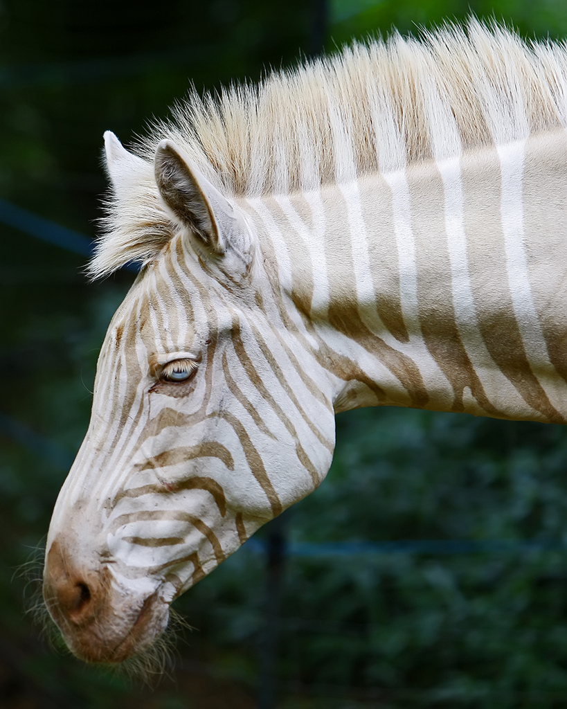 A Zebra Of A Different Color
