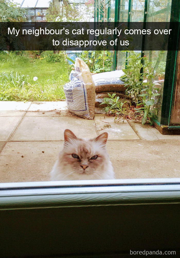 Funny Cat Snap