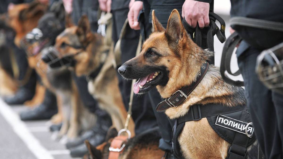 Служебная собака помогла найти обвиняемого в убийстве на севере Москвы