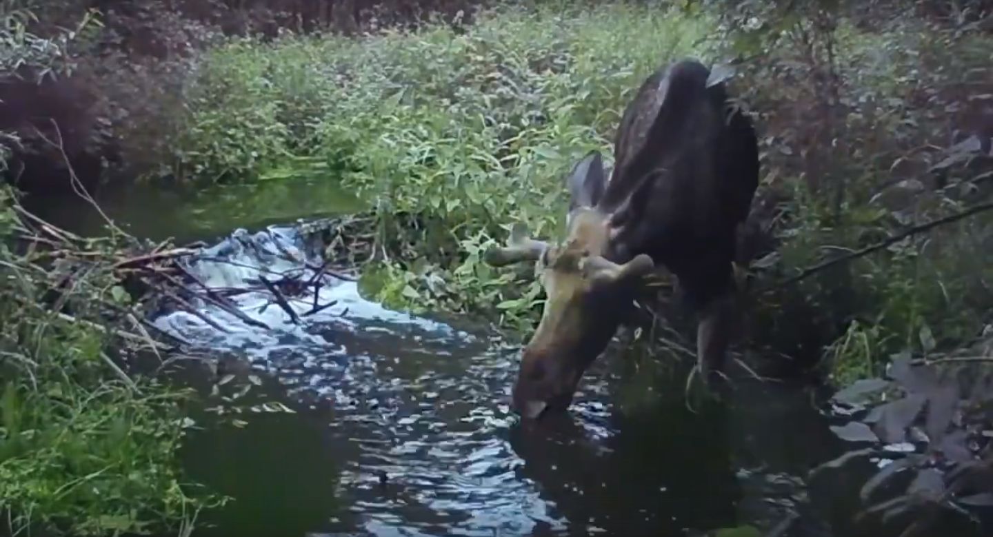 Рядом с Ижевском видеокамера засняла прогуливающегося по реке Пазелинка лося